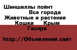 Шиншиллы пойнт ns1133,ny1133. - Все города Животные и растения » Кошки   . Крым,Гаспра